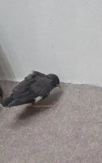 جوجه‌مینا