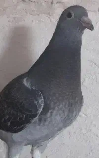 جوجه پلاکی