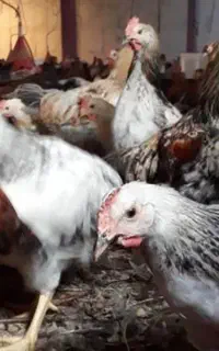 مرغ تخم گذار