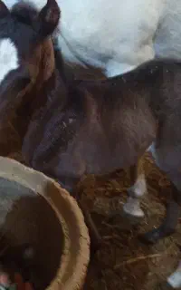 مادیون ویژه