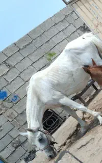 گمشده