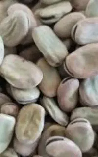 باقله خشک