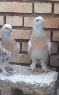 نرو ماده