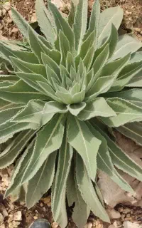 تخمه افتاب ۱۷۰ دانه خارجی درجه یک