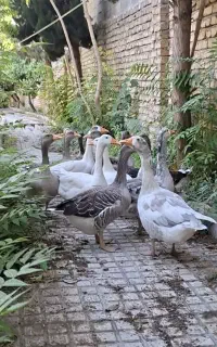 غاز