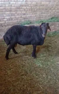 قوچ نر