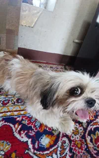 واگذاری سگ شیتزو