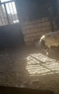 گوسفند با بره