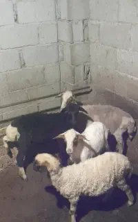 فروش بره نر چاق و ماده