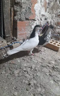 رنگی جوانه نر