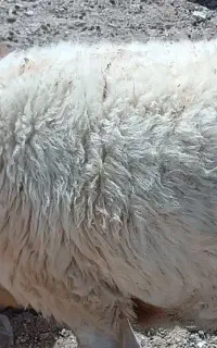 میش جوان