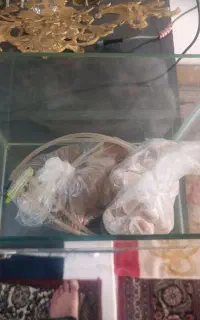 اکواریوم