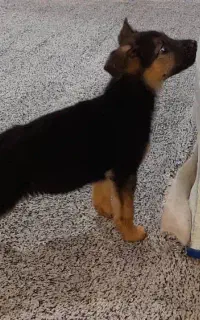 توله سگ ژرمن ۲ ماهه