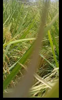 برنج شمیم