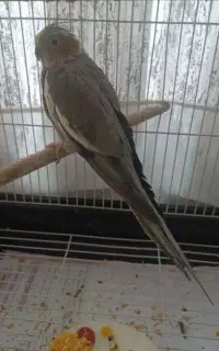 عروس هلندی ماده