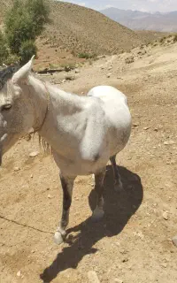 فروش مادیان