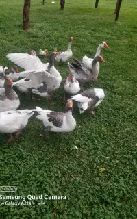 غاز رسمی
