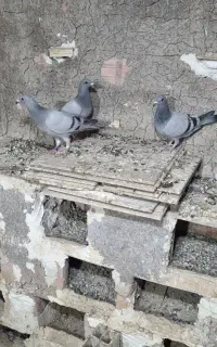 کبوتر پلاکی