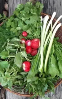 فروش سبزی