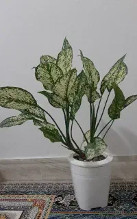 آگلونما برفی