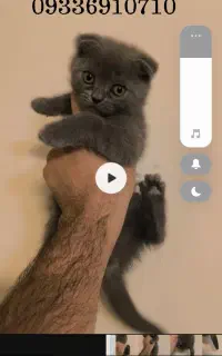 گربه اسکاتیش نر