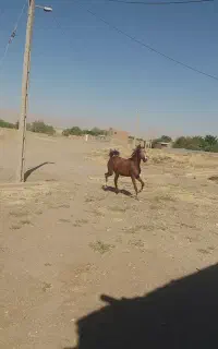 کره مادیان