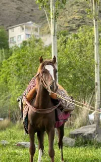 نریال چهار به پنج