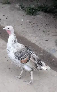 بوقلمون