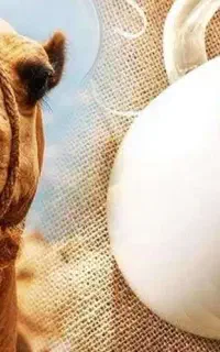 محصولات عالی شتر