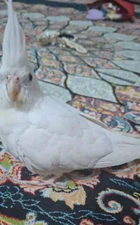 عروس هلندی گم شده محدوده آزادگان۹