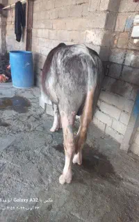 گاومیش نریک ساله چاق چاق