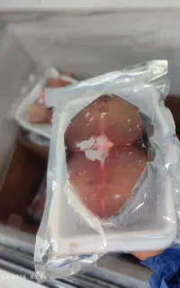 ماهی بسته بندی شده تازه