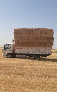 سر کلش  جو و گندم