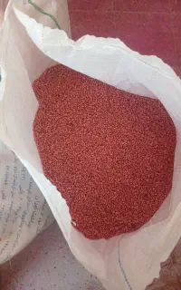 گندم بذر