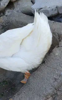 دوتا اردک ۴ ماهه زیبا و سرحال