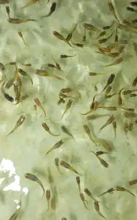 بچه گوپی
