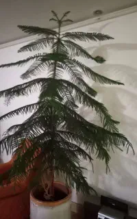 گل گاج مطبق .۱۰طبقه .مهاجران
