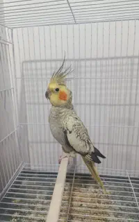 عروس هلندی ماده
