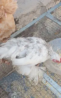 جوجه کوشین و سلطان