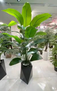 درختچه های وارداتی