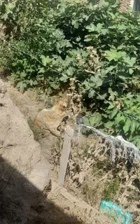 سگ گ