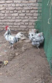 مرغ و خروس گلین پنگوعنی ریش کاکل چهل تاج بی غلط