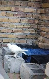 کبوتر.گمشده
