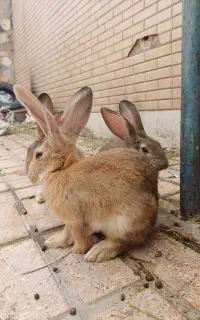 خرگوش نرماده وبچه خرگوش