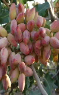 کود افزایش بار باغداران،زمین زراعی کشاورزان ایران