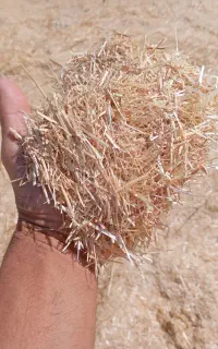 استخدام کارگر