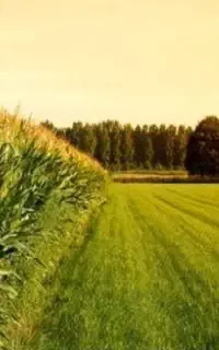 سرکارگری کار کشاورزی