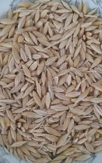 جو دیم بذری