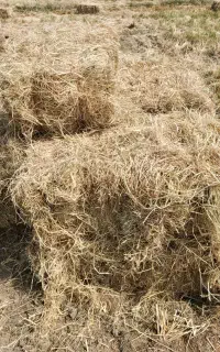 کاه