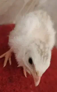 جوجه شاخدار